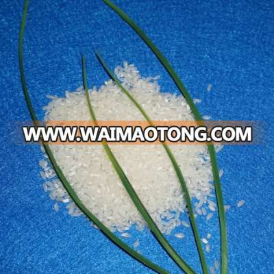 VIETNAMESE MEDIUM GRAIN RICE / CALROSE RICE / CAMOLINO RICE( vivian@tpi-exim.com.vn)