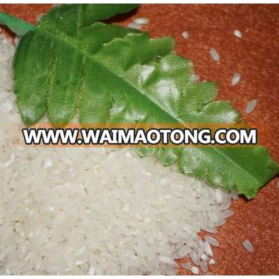 HOT SALE DELICIOUS ROUND GRAIN CALROSE /JAPONICA/SUSHI RICE ( vivian@tpi-exim.com.vn)