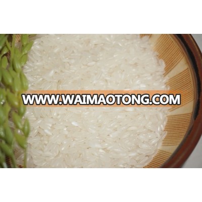 Viet Nam White Jasmine Medium Rice- Short Rice ( Mail: vivian@tpi-exim.com.vn , Whatsapp: +841687627504)